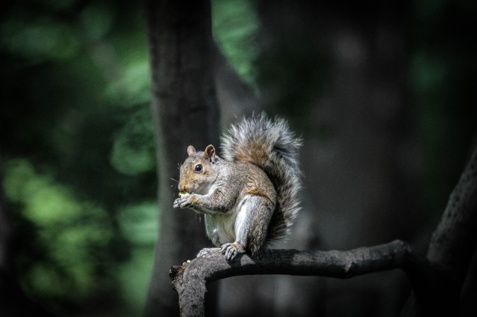 photography of squirrel on tree branch preview